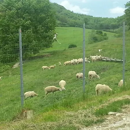 Alloggio per agriturismo Agriturismo Il Podere